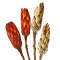 Floristik24 Protea Mix, fleurs séchées Respens naturel/rouge 13pcs