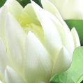 Floristik24 Protea blanc 50 cm 2 p.