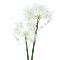 Floristik24 Fleur artificielle Salsifis des prés Blanc 57cm