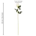 Roses artificielles à longue tige, pour vase, 62 cm, lot de 12 | Floristik24.be