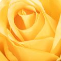 Roses artificielles à longue tige, 62 cm, lot de 12 | Floristik24.be