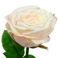 Floristik24 Rose artificielle crème 69 cm