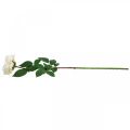 Floristik24 Rose abricot blanc crémeux, fleur de soie, roses artificielles L72cm Ø12cm