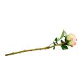 Floristik24 Rose artificielle rose crème Ø9cm L45cm 1p