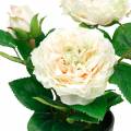 Floristik24 Pivoine dans un pot, rose décorative romantique, fleur de soie blanc crème