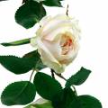 Floristik24 Romantique Rose Guirlande Fleur De Soie Rose Artificielle Vigne 160cm