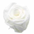 Floristik24 Roses stabilisées moyennes Ø4-4,5cm blanches 8pcs