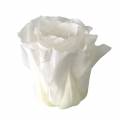 Floristik24 Roses stabilisées moyennes Ø4-4,5cm blanches 8pcs