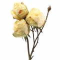 Floristik24 Branche de rose artificielle blanc crème 45cm