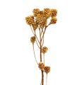 Floristik24 Branche de Salignum fleurs de leucadendron légères sur branche 25 pièces
