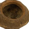 Pot de Plante Noix Paradis Sapucaia Naturel Ø14cm H10cm 3 pcs | Floristik24.be