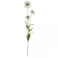 Floristik24 Scabious fleur artificielle blanche fleur de jardin H64cm bouquet avec 3pcs