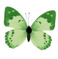 Floristik24 Papillon vert sur clip 10cm - 11cm 6pcs
