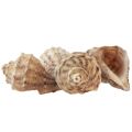 Floristik24 Décoration coquille d&#39;escargot escargots de mer crème brune 4-6cm 300g