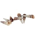 Floristik24 Coquilles d&#39;escargots escargots de mer décoratifs Turritella 4,5–5,5 cm 300g