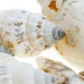 Floristik24 Déco coquilles d&#39;escargots vides en filet libérien escargots de mer 400g