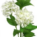 Floristik24 Branche Boule de Neige Plante Artificielle Fleur en Soie Blanc Ø6.5cm L78cm