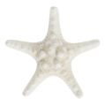 Floristik24 Étoile de mer 9cm - 11cm blanche 20p