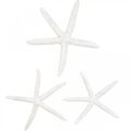 Floristik24 Décoration étoile de mer blanche, objets naturels, décoration maritime 10-12cm 14p