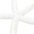 Floristik24 Décoration étoile de mer blanche, objets naturels, décoration maritime 10-12cm 14p