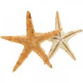 Floristik24 Starfish scatter decoration home deco mini étoile de mer nature 2-4cm 50p