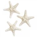 Floristik24 Décoration étoile de mer blanche, étoile de mer séchée pour artisanat 7-11cm 15p