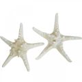 Floristik24 Étoile de mer déco grande étoile de mer blanche séchée 19-26cm 5pcs