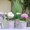 Floristik24 Pot de fleurs décoration d&#39;été jardinière roses en métal Ø11,5cm H10,5cm