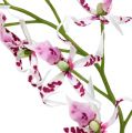 Floristik24 Orchidée Brassia rose vif et blanche 108cm 3P
