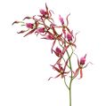 Orchidée Brassia rose vif et orange 108cm 3P