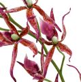 Orchidée Brassia rose vif et orange 108cm 3P