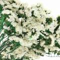 Floristik24 Bouquet de fleurs séchées lavande de mer blanc 40–55cm 120g