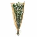 Floristik24 Bouquet de fleurs séchées lavande de mer blanc 40–55cm 120g