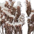 Floristik24 Fleurs Séchées Lilas Blanc Limonium Plage 60cm 35g