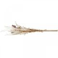 Capsules coquelicot déco fleurs séchées fougère artificielle crème 63cm