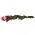 Floristik24 Strawflower Pink Helichrysum fleurs séchées bouquet 45cm 45g