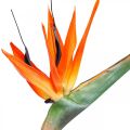 Floristik24 Strelizie reginae fleur artificielle orange oiseau de paradis L85cm
