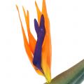 Floristik24 Strelitzia oiseau du paradis fleur artificiellement 98cm