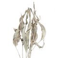 Floristik24 Feuilles décoratives Feuilles de Strelitzia lavées blanc 120cm 10pcs