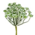 Succulente Echeveria 17cm Gris 3pcs