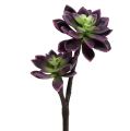 Floristik24 Succulente violet foncé, gris Ø7cm, Ø10cm H30cm