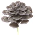 Floristik24 Fleurs artificielles succulentes en cire, décoration de 10 cm, lot de 6