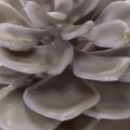 Fleurs artificielles succulentes en cire, décoration de 10 cm, lot de 6 | Floristik24.be
