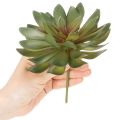 Plante grasse artificielle décorative, verte, 18 cm, lot de 3 | Floristik24.be