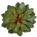 Plante grasse artificielle décorative, verte, 18 cm, lot de 3 | Floristik24.be