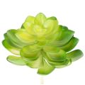 Floristik24 Plante grasse artificielle verte, pour décoration dans un bol ou un vase, 10 cm, lot de 4