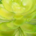 Plante grasse artificielle verte, pour décoration dans un bol ou un vase, 10 cm, lot de 4 | Floristik24.be