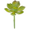 Floristik24 Plante grasse artificielle verte comme décoration pour des compositions créatives