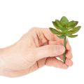 Plante grasse artificielle verte comme décoration pour des compositions créatives | Floristik24.be
