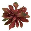 Floristik24 Succulentes rouge foncé Ø10cm 12pcs